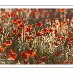 Champ de coquelicots - Baie de Somme