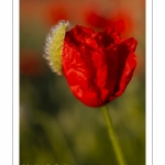 Champ de coquelicots - Baie de Somme