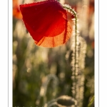 Champ de coquelicots - Baie de Somme