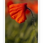 Champ de coquelicots - Baie de Somme