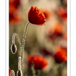 Champ de coquelicots - Baie de Somme