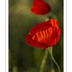 Champ de coquelicots - Baie de Somme