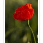 Champ de coquelicots - Baie de Somme