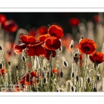 Champ de coquelicots - Baie de Somme