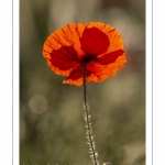 Champ de coquelicots - Baie de Somme