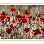 Champ de coquelicots - Baie de Somme