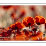 Champ de coquelicots - Baie de Somme