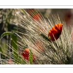 Champ de coquelicots - Baie de Somme