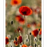 Champ de coquelicots - Baie de Somme