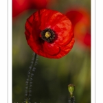 Champ de coquelicots - Baie de Somme