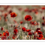 Champ de coquelicots - Baie de Somme