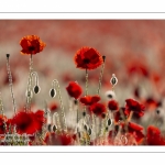 Champ de coquelicots - Baie de Somme