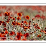 Champ de coquelicots - Baie de Somme