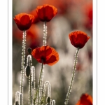 Champ de coquelicots - Baie de Somme