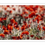 Champ de coquelicots - Baie de Somme