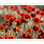 Champ de coquelicots - Baie de Somme