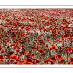 Champ de coquelicots - Baie de Somme