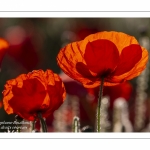 Champ de coquelicots - Baie de Somme