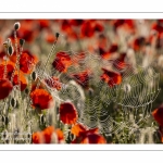 Champ de coquelicots - Baie de Somme