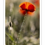 Champ de coquelicots - Baie de Somme