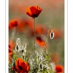 Champ de coquelicots - Baie de Somme