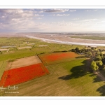 Les champs de coquelicots entre Saint-Valery-sur-Somme et Pendé