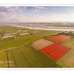 Les champs de coquelicots entre Saint-Valery-sur-Somme et Pendé