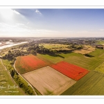 Les champs de coquelicots entre Saint-Valery-sur-Somme et Pendé