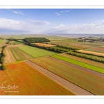 Les champs de coquelicots entre Saint-Valery-sur-Somme et Pendé