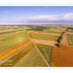 Les champs de coquelicots entre Saint-Valery-sur-Somme et Pendé