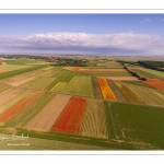 Les champs de coquelicots entre Saint-Valery-sur-Somme et Pendé