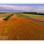 Les champs de coquelicots entre Saint-Valery-sur-Somme et Pendé