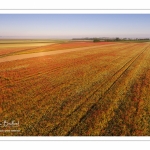 Les champs de coquelicots entre Saint-Valery-sur-Somme et Pendé