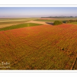 Les champs de coquelicots entre Saint-Valery-sur-Somme et Pendé