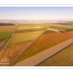 Les champs de coquelicots entre Saint-Valery-sur-Somme et Pendé