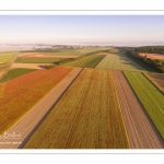 Les champs de coquelicots entre Saint-Valery-sur-Somme et Pendé