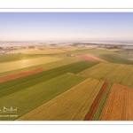 Les champs de coquelicots entre Saint-Valery-sur-Somme et Pendé