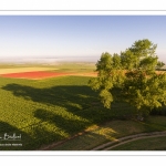 Les champs de coquelicots entre Saint-Valery-sur-Somme et Pendé