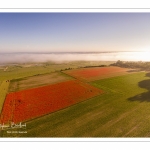 Les champs de coquelicots entre Saint-Valery-sur-Somme et Pendé