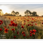 Les champs de coquelicots entre Saint-Valery-sur-Somme et Pendé