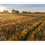 Les champs de coquelicots entre Saint-Valery-sur-Somme et Pendé