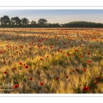 Les champs de coquelicots entre Saint-Valery-sur-Somme et Pendé