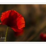 Les champs de coquelicots entre Saint-Valery-sur-Somme et Pendé