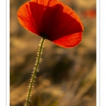 Les champs de coquelicots entre Saint-Valery-sur-Somme et Pendé