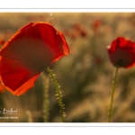 Les champs de coquelicots entre Saint-Valery-sur-Somme et Pendé