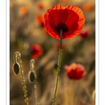 Les champs de coquelicots entre Saint-Valery-sur-Somme et Pendé