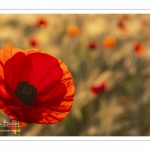 Les champs de coquelicots entre Saint-Valery-sur-Somme et Pendé