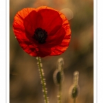 Les champs de coquelicots entre Saint-Valery-sur-Somme et Pendé