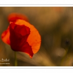 Les champs de coquelicots entre Saint-Valery-sur-Somme et Pendé