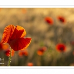 Les champs de coquelicots entre Saint-Valery-sur-Somme et Pendé